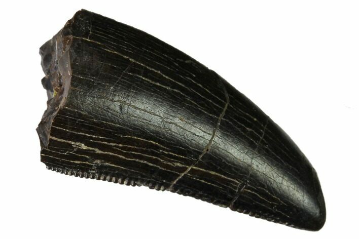 Serrated, Tyrannosaur Tooth - Two Medicine Formation #165952